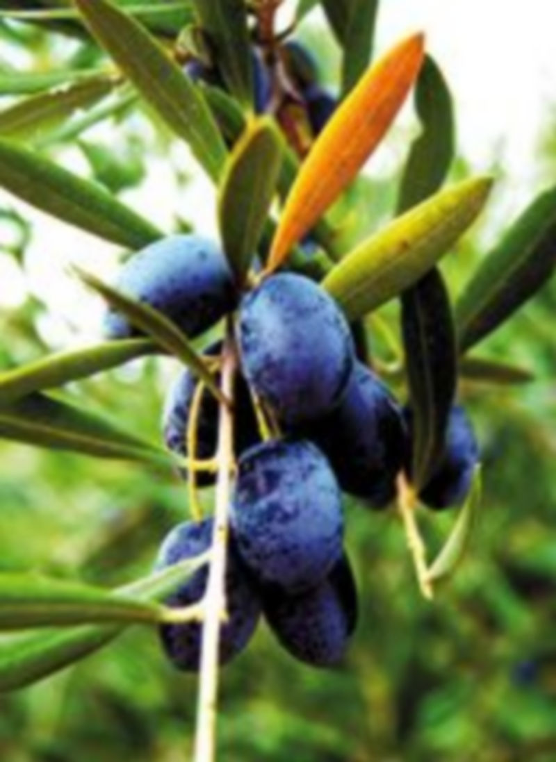 Las previsiones auguran una gran campaña en la cosecha olivarera. / Reuters