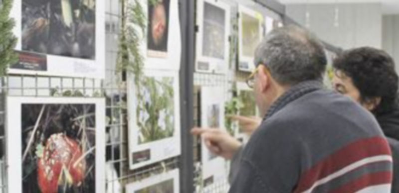 Exposición de Flora y Fauna en la sala Alfonsa de la Torre. / Nuria Pascual.