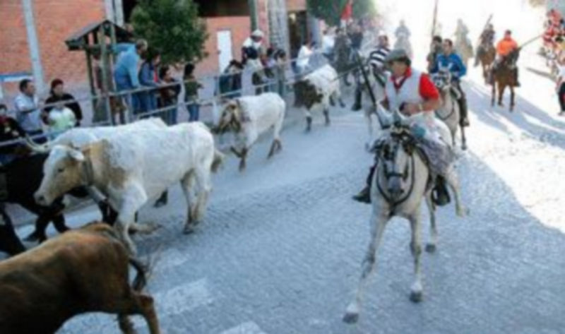 Los caballistas deberán colocar en la cabezada del caballo los distintivos. / GABRIEL GÓMEZ