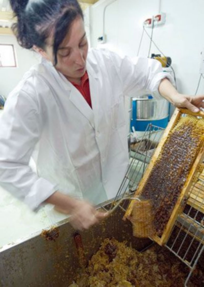 Una mujer extrae miel de un panal en Espinosa de los Monteros (Burgos). / ICAL