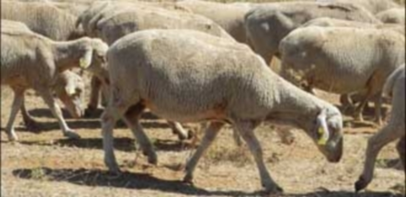 La Junta destaca el óptimo nivel sanitario de la ganadería regional 1 La sanidad animal constituye un factor “muy importante” de cara a los intercambios comerciales. / Europa Press