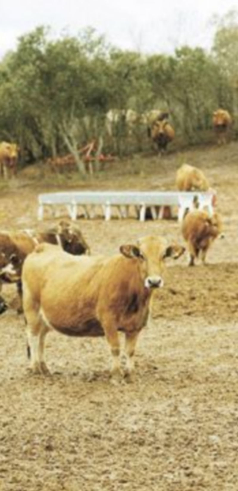 La subida del precio de los piensos pone en jaque a las cabañas ganaderas. / J. Citores