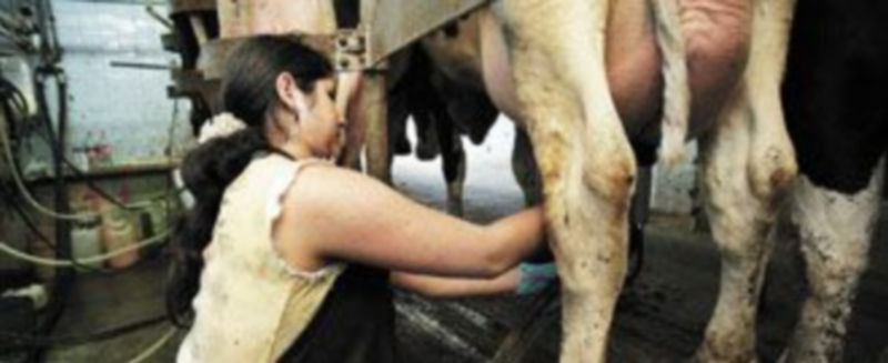 Una mujer ordeña a una vaca