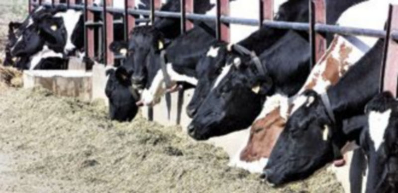 Imagen de archivo de una explotación ganadera de Castilla y León