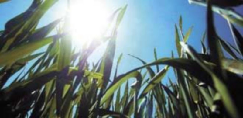 La agricultura mantendrá un equilibrio entre lo que hay que pagar por las compras y lo que se sacará de las ventas. / Valdivielso