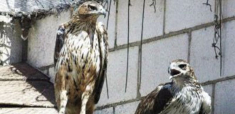 El milano real es el que cuenta con el mayor índice de envenenamiento entre las aves protegidas. / M. Martín (ICAL)