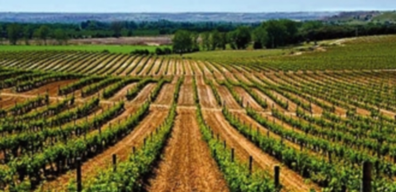 Viñedos de la Denominación de Origen Ribera del Duero