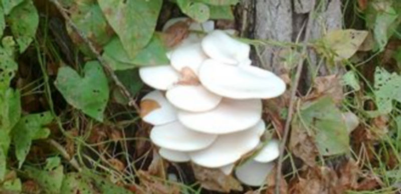 En especial se hace un llamamiento al respeto y cuidado del medio natural. / Gabriel Gómez