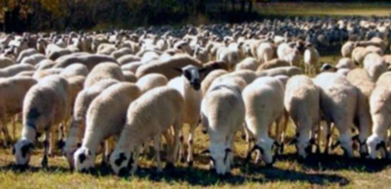La lengua azul es una enfermedad vírica que afecta al ganado ovino