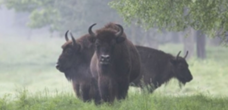 Los tres bisontes ya se encuentran en el parque burgalés. / Paleolítico Vivo
