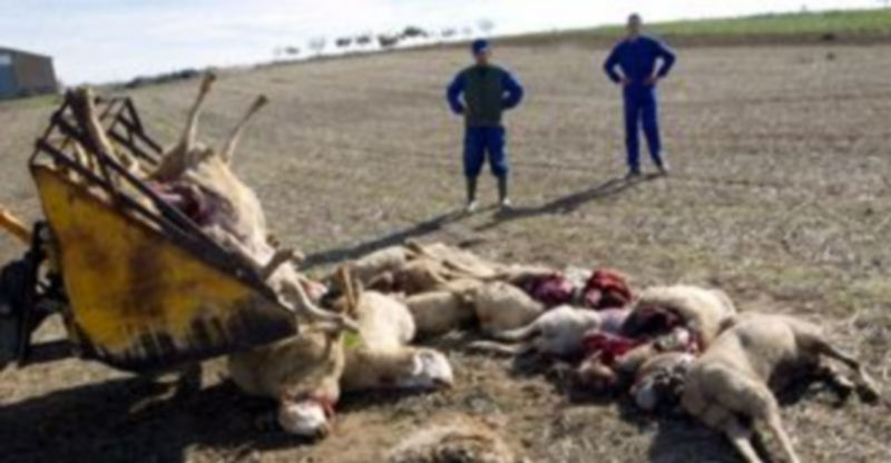 Imagen de las consecuencias que están dejando los ataques de los lobos en el sector ganadero de la provincia./ E.A.