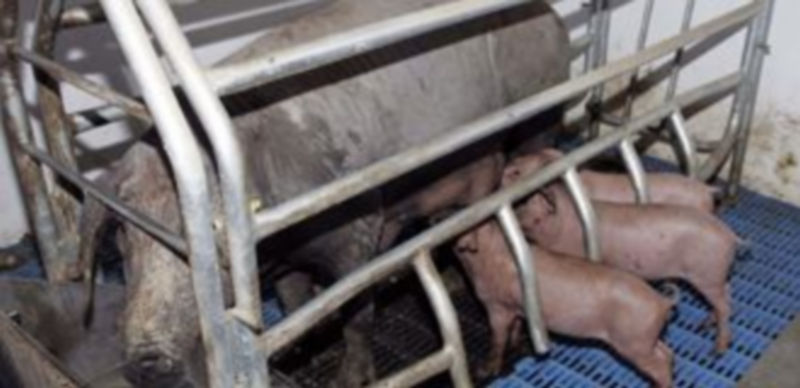 Imagen de una explotación de cerdo ibérico en la provincia de Salamanca. / Ical