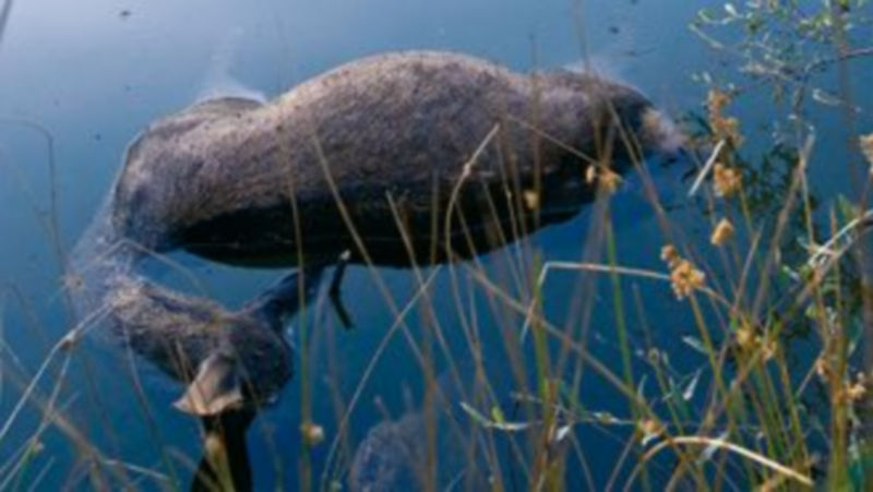 Uno de los ciervos muertos aparecidos en la Sierra de la Culebra. / Ical