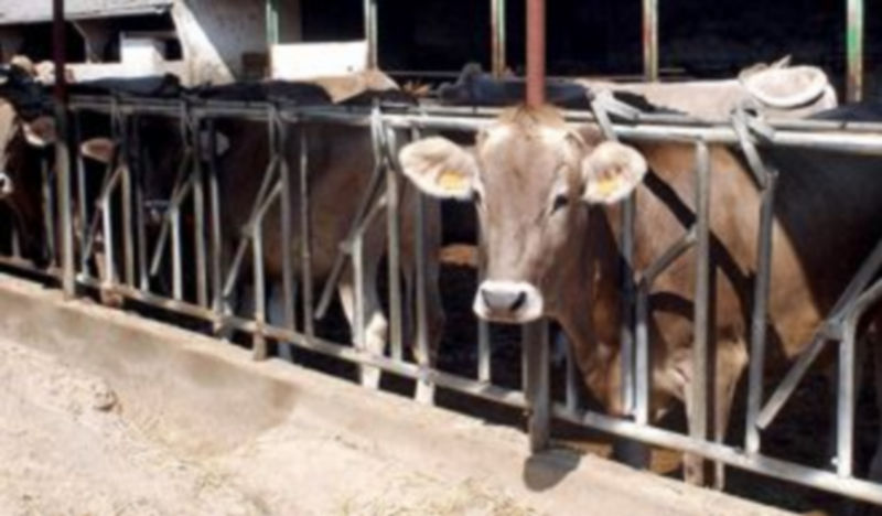 Imagen de una explotación ganadera de la provincia de León. / Ical