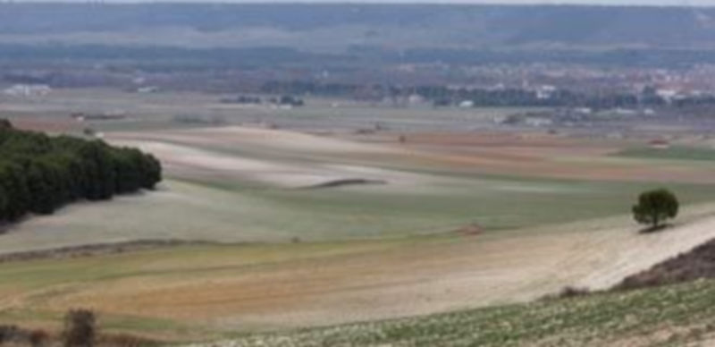 Campos de cereal en la zona del Valle del Esgueva
