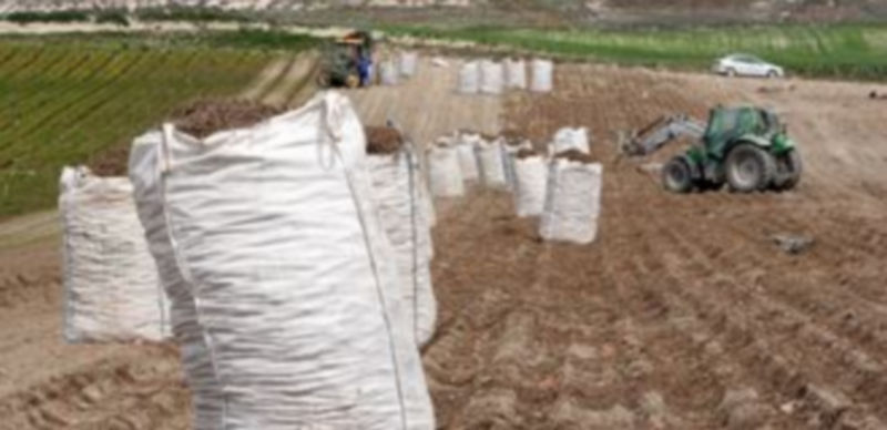 El presidente de la lonja