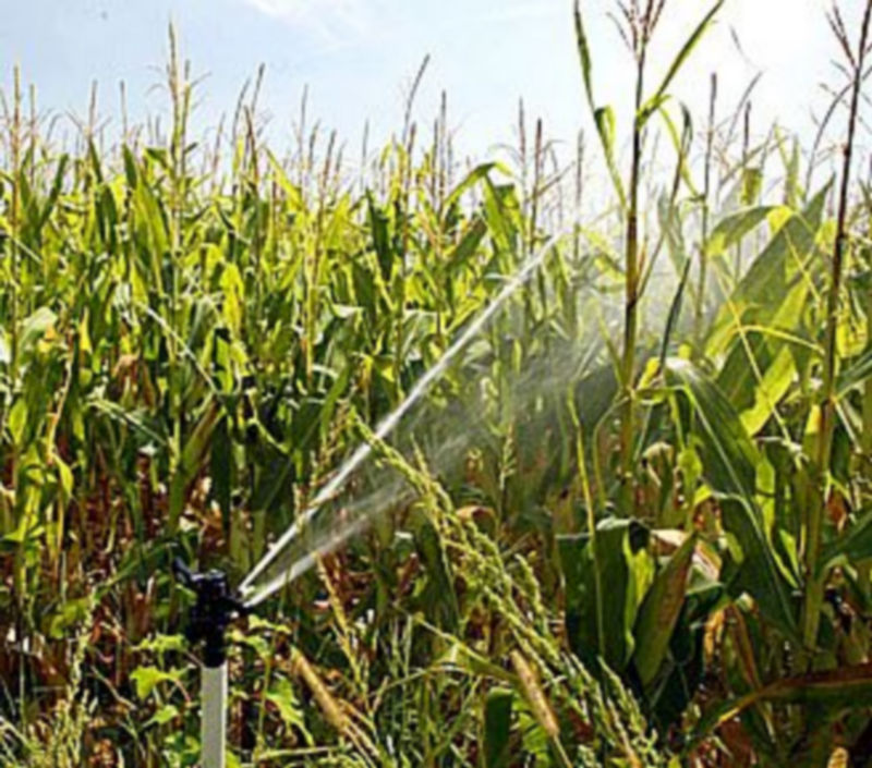 Riego por aspersión en una plantación de maíz de la Comunidad./ ICAL