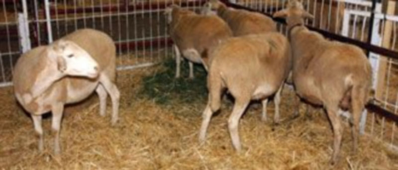 Imagen de archivo de una feria de ganado ovino