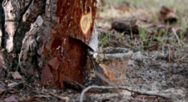 Medio Ambiente ha marcado para su resinación por la empresa unos 280.000 pinos. /Gabriel Gómez