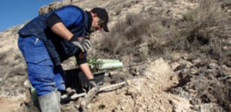 Trabajos de sustitución de algunas de las plantas. / El Adelantado