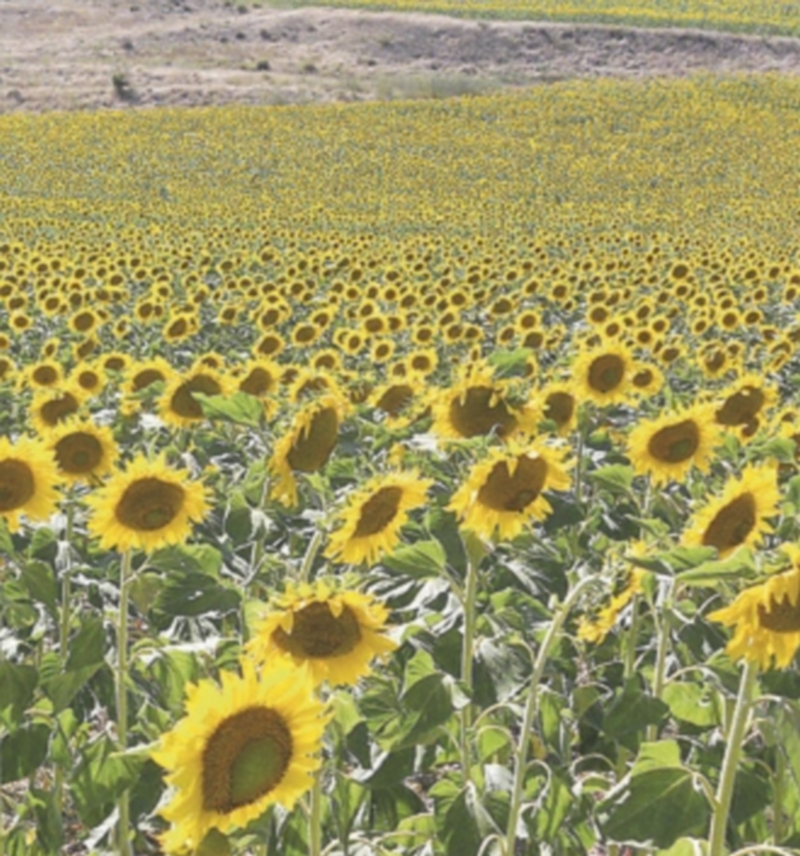 La Alianza señala que la cosecha de girasol será “catastrófica” 1 Un campo sembrado de girasoles en la provincia segoviana. / F. Descalzo