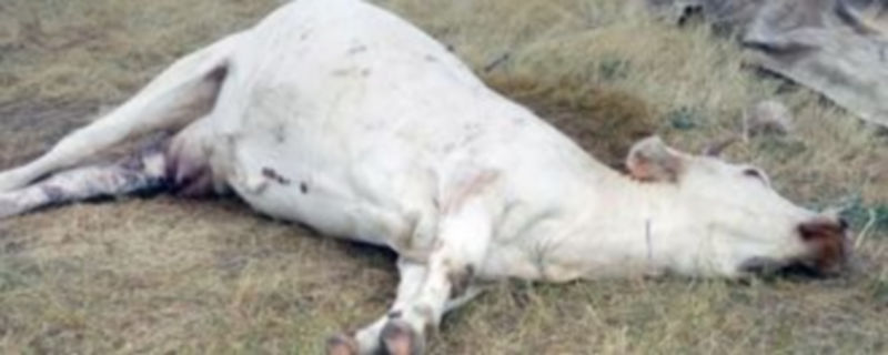 Imagen de la vaca adulta que falleció tras recibir el ataque de los buitres