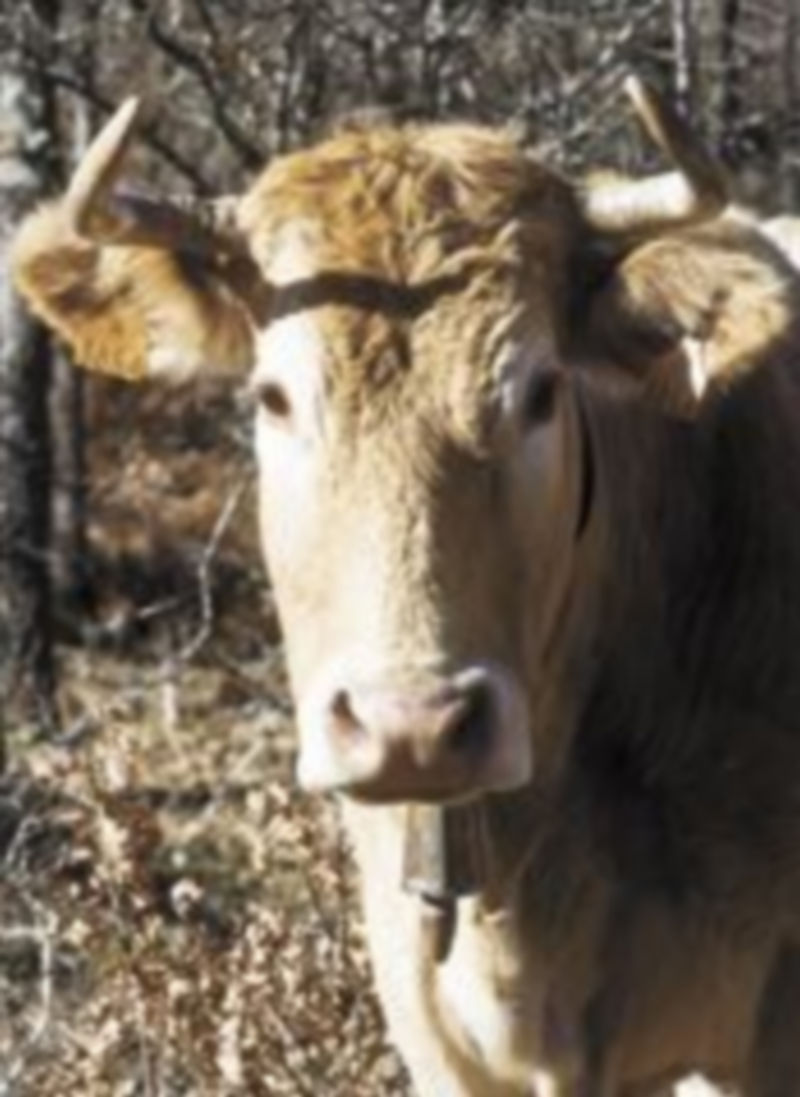 Muchos ganaderos han tenido que recortar su producción debido a la situación de los mercados. / Miguel A. Valdivielso
