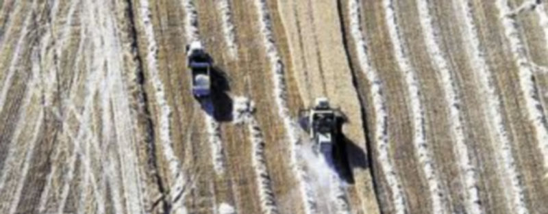 Dos cosechadoras recogen el cultivo de una tierra castellana y leonesa. / Ical