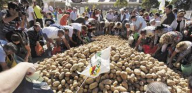 Cientos de personas recogen los más de 10.000 kilos de patatas. / M. Martín (Ical)