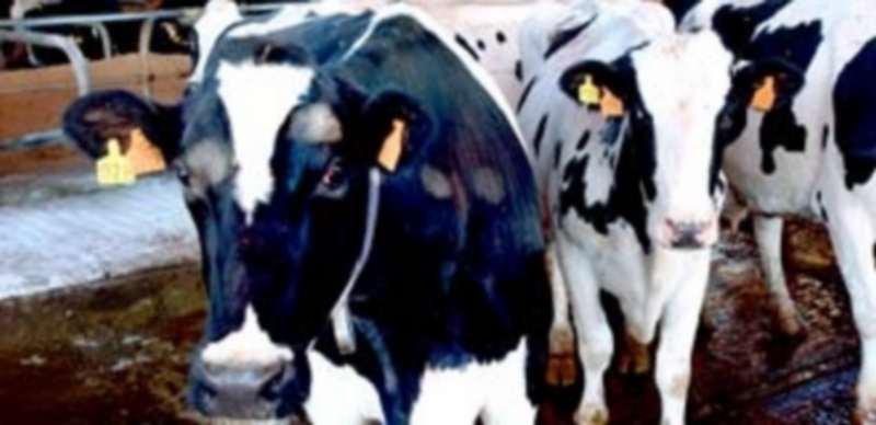 UPA pide la actualización de índices para evitar pérdidas en el sector lácteo. / E. A.