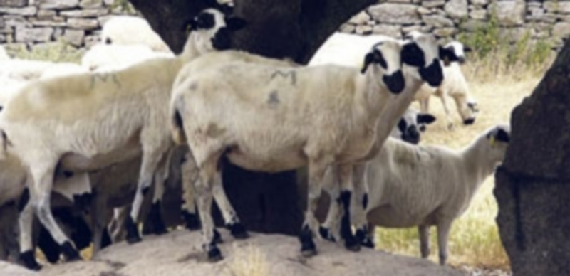 Asovino ha sido distinguida como “mejor empresa cooperativa” por su servicio en el sector ovino en Zamora. / Agencias