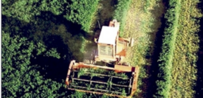 La Alianza exige el abono de las ayudas aclopadas pendientes de la remolacha 1 Un agricultor trabajando con su cosechadora en una tierra de cultivo. / Magrama