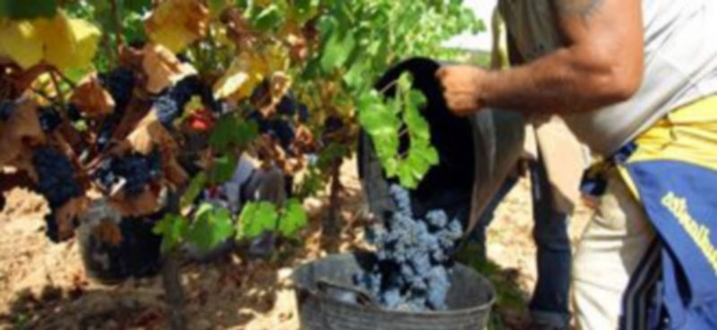 Imagen de archivo de la recogida de uva en una finca de Castilla y León