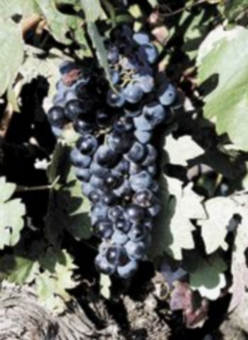 El vino encuentra la salida a la crisis 1 Las empresas del sector del vino han reducido notablemente sus cosechas en los últimos años. / Luis