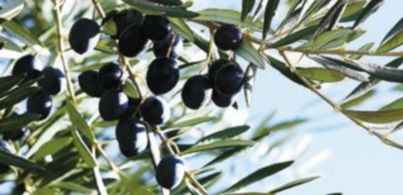 El sector olivarero ha disparado los precios esta campaña tras varios años hundido. / Yoli Lancha