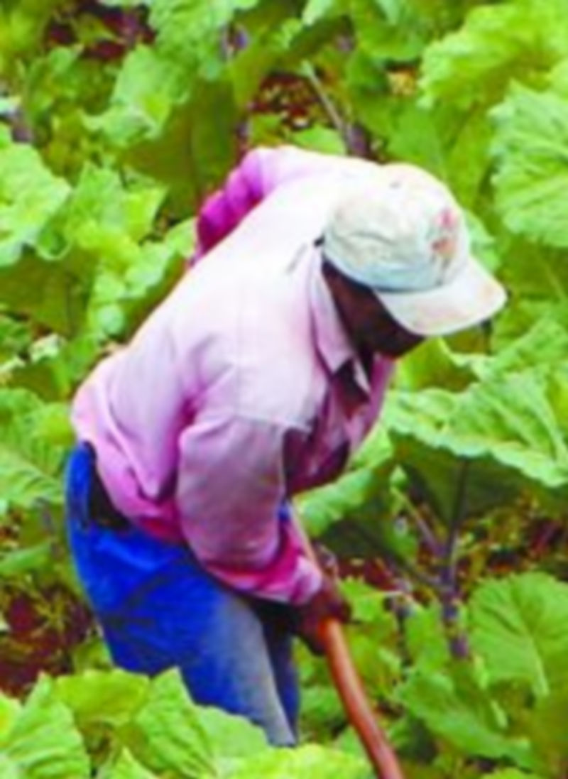 Los agricultores han sufrido duros ajustes en los últimos años.