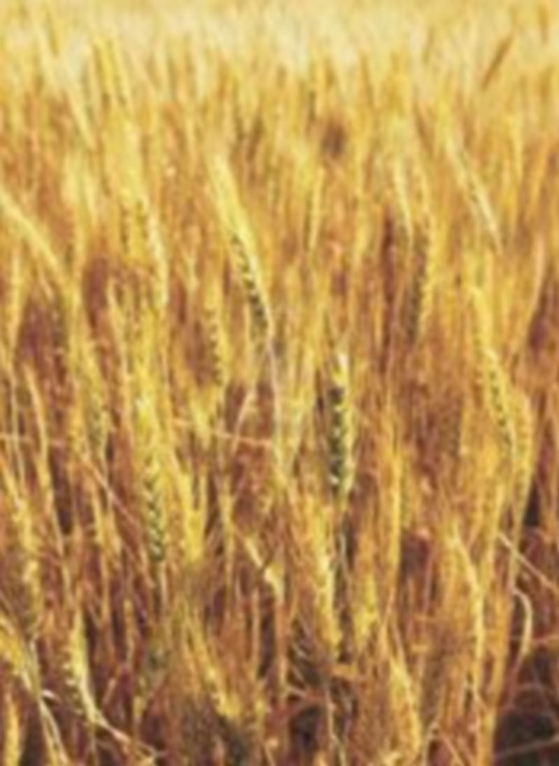 Los precios de los cereales han bajado mucho. / Reuters