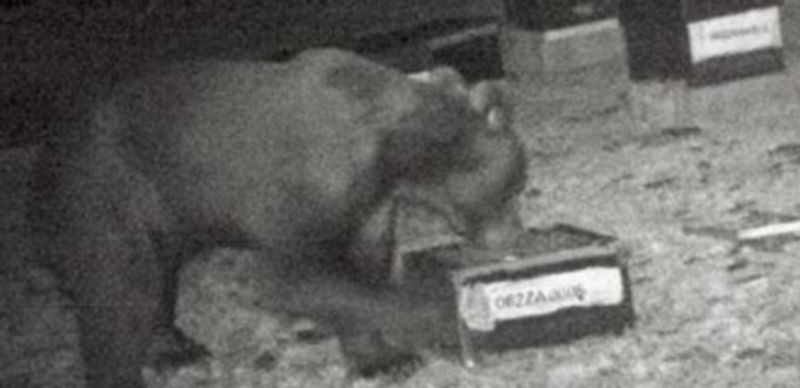 Imagen del oso en la comarca de La Carballeda pillado ‘in fraganti’ comiendo la miel de los panales. / JCYL