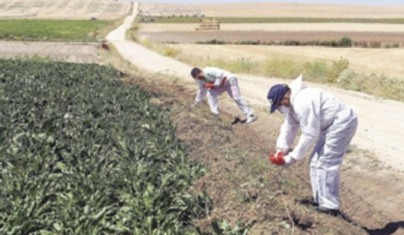 Dos operarios colocan trampas para los topillos campesinos en una explotación agraria. / El Adelantado