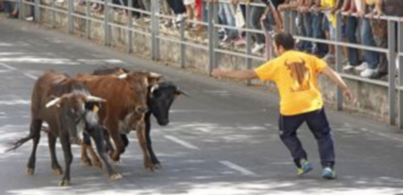 Música, actividades infantiles y baile para festejar al patrón de la villa 1 La suelta de vaquillas es el acto que congrega más cantidad de público en la jornada. / Gabriel Gómez