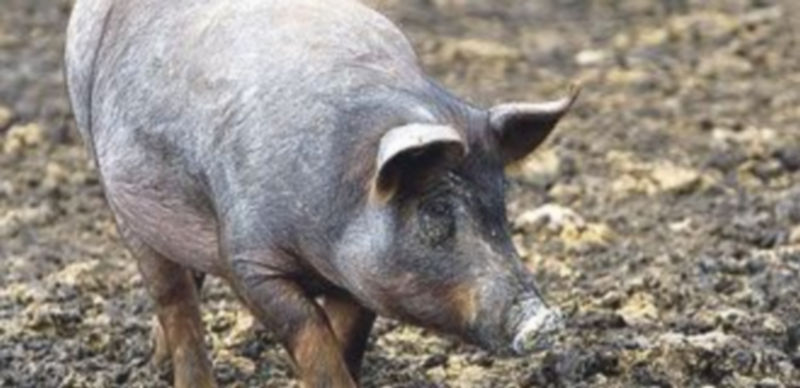 La denominación del ibérico dependerá de la alimentación del animal. / Ical
