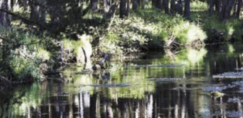 Bosque de localidad soriana de Covaleda. / Ical