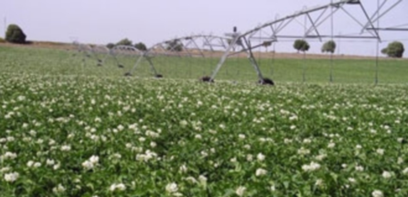 La Junta invita a unir el arranque de la patata con la demanda 1 Campo cultivado de patatas. / E.P.