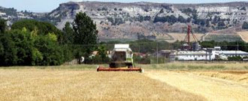 Un agricultor recoge su cereal con una cosechadora en tierras de Castilla y León . / Ical