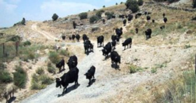 Imagen de archivo de la conducción de varias reses en una explotación de vacuno en la provincia de Segovia. / F. D.