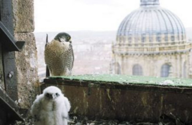 Pollos de halcón peregrino en Salamanca. / Ical