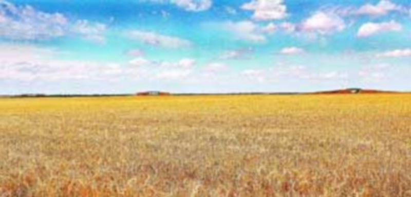 Con la recolección pendiente en la mayor parte del país