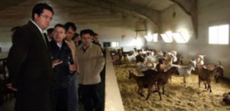 Explotación de ganadería caprina en la Comunidad de Castilla y León. / Ical