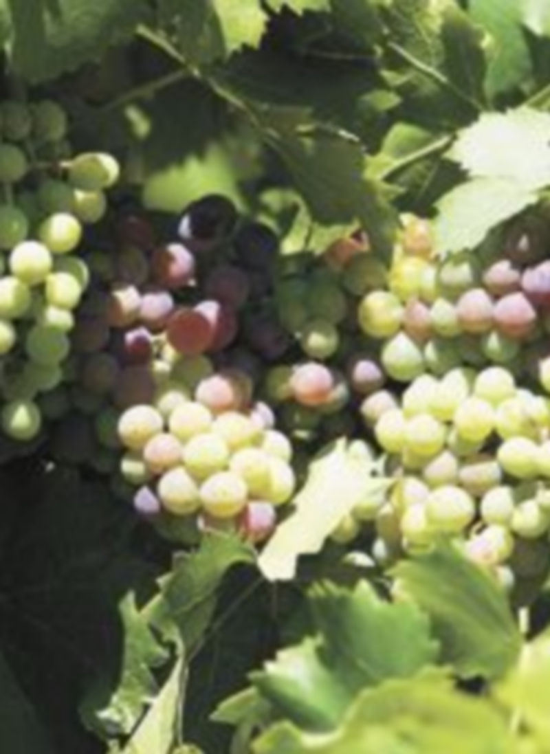 El fruto de la viña contiene antioxidantes beneficiosos para el ser humano.