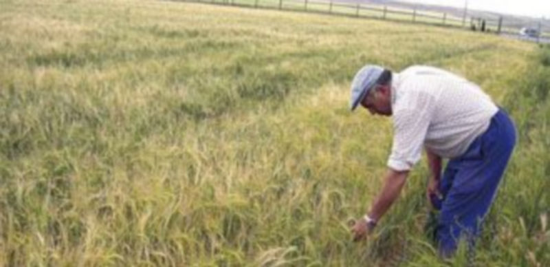 Un agricultor segoviano contempla la situación de los cultivos en una finca de cereal. / F. Descalzo